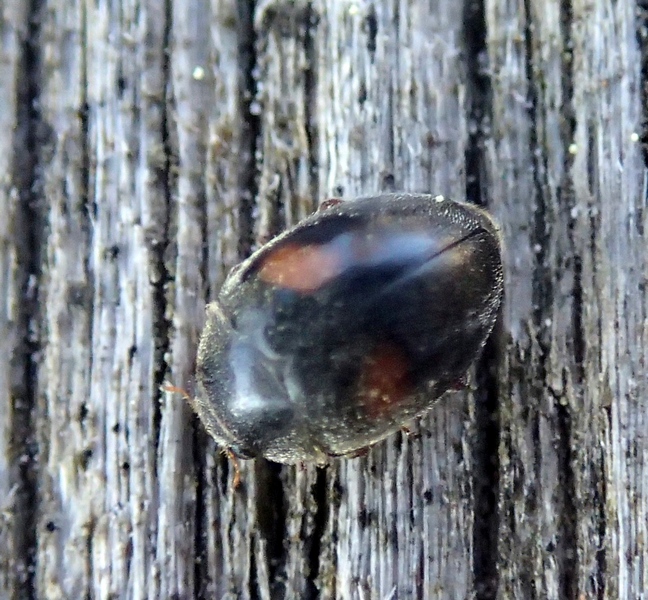 Coccinellidae.....forse uno Scymnus sp.